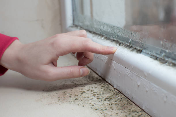 Best Crawl Space Mold Remediation  in Dilworthtown, PA